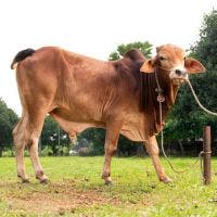 SHAHIWAL 266 KG COW BROWN