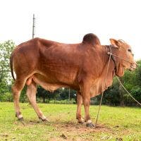 SHAHIWAL 320 KG COW