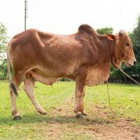 SHAHIWAL 267 KG COW