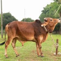 DESHI 199 KG COW
