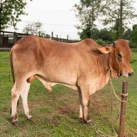 SHAHIWAL 245 KG COW