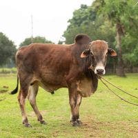 SHAHIWAL 265 KG COW BLACK