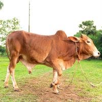 SHAHIWAL 184 KG COW