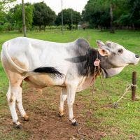 SHAHIWAL 188 KG COW
