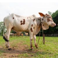 SHAHIWAL FRIESIAN CROSS 201 KG COW