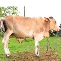 SHAHIWAL 210 KG COW