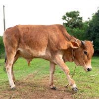 SHAHIWAL 251 KG COW