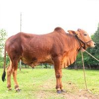 SHAHIWAL 267 KG COW