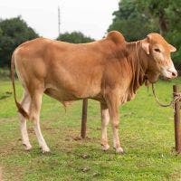 SHAHIWAL 231 KG COW