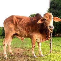FRIESIAN 275 KG COW