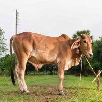 SHAHIWAL 262 KG COW