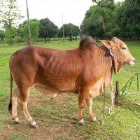 SHAHIWAL 330 KG COW