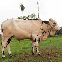 FRIESIAN 370 KG COW